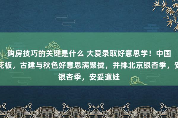 购房技巧的关键是什么 大爱录取好意思学！中国赏枫天花板，古建与秋色好意思满聚拢，并排北京银杏季，安妥遛娃